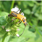 Cantharidae: Chauliognathus pennsylvanicus